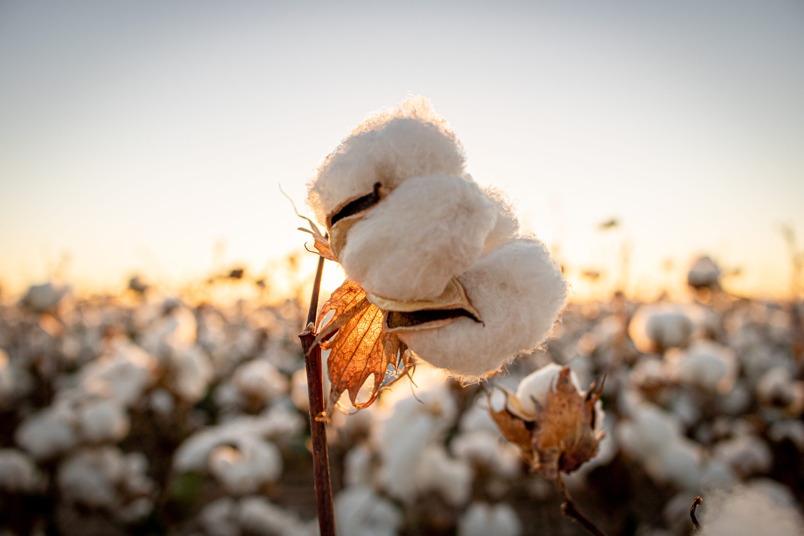 Cotton bud with the sunset