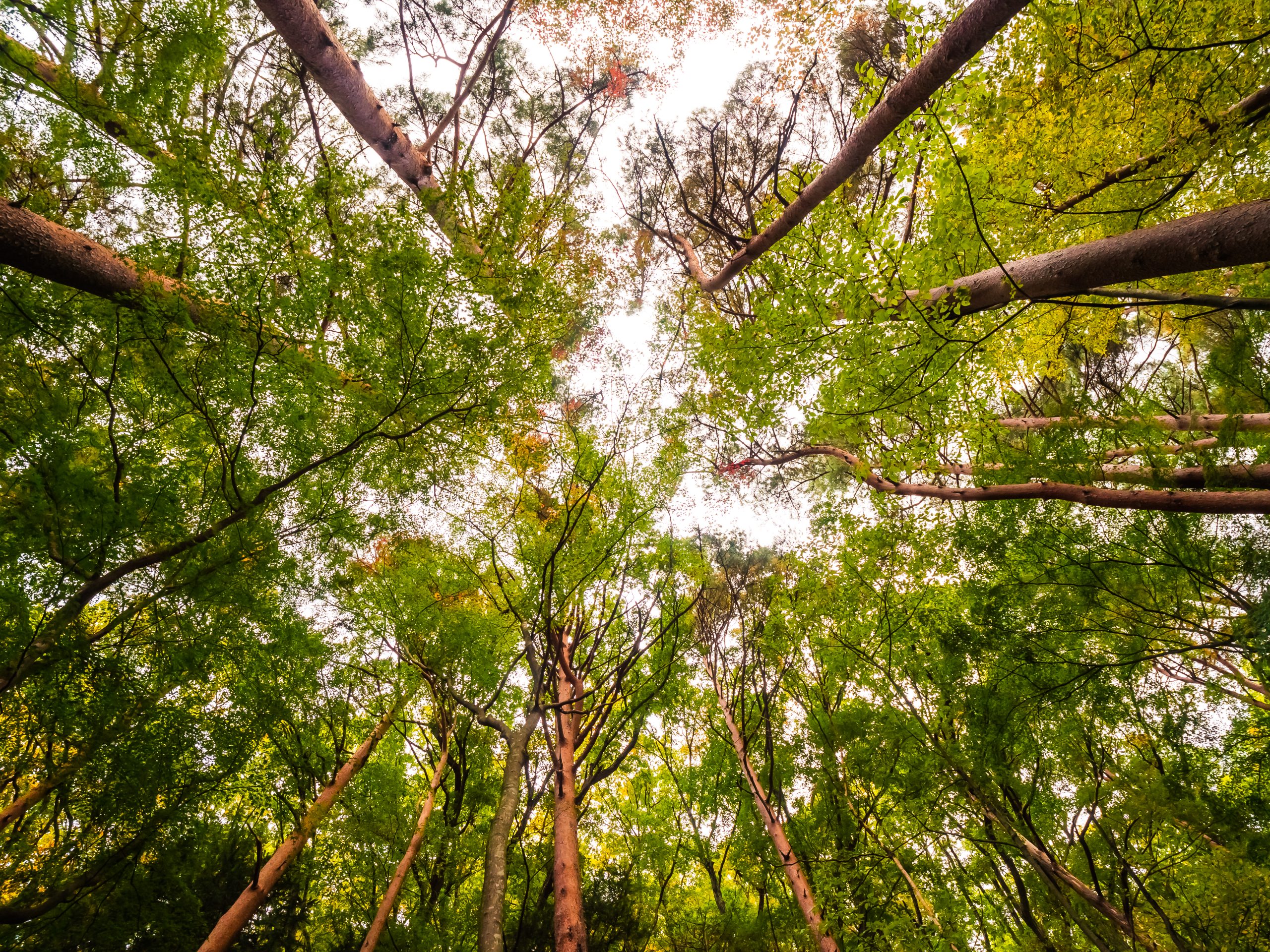 Beautiful landscape of big tree in the forest with low angel view point