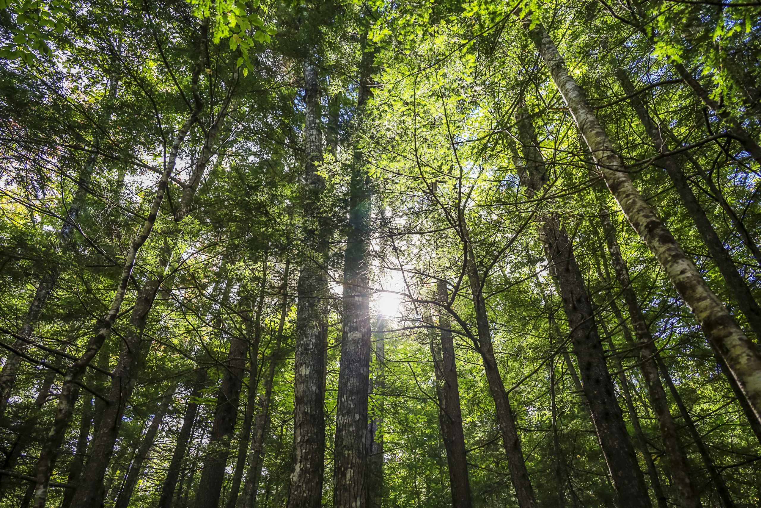 vecteezy_sun-shining-through-the-trees-of-the-forest-in-the-fall_12573935