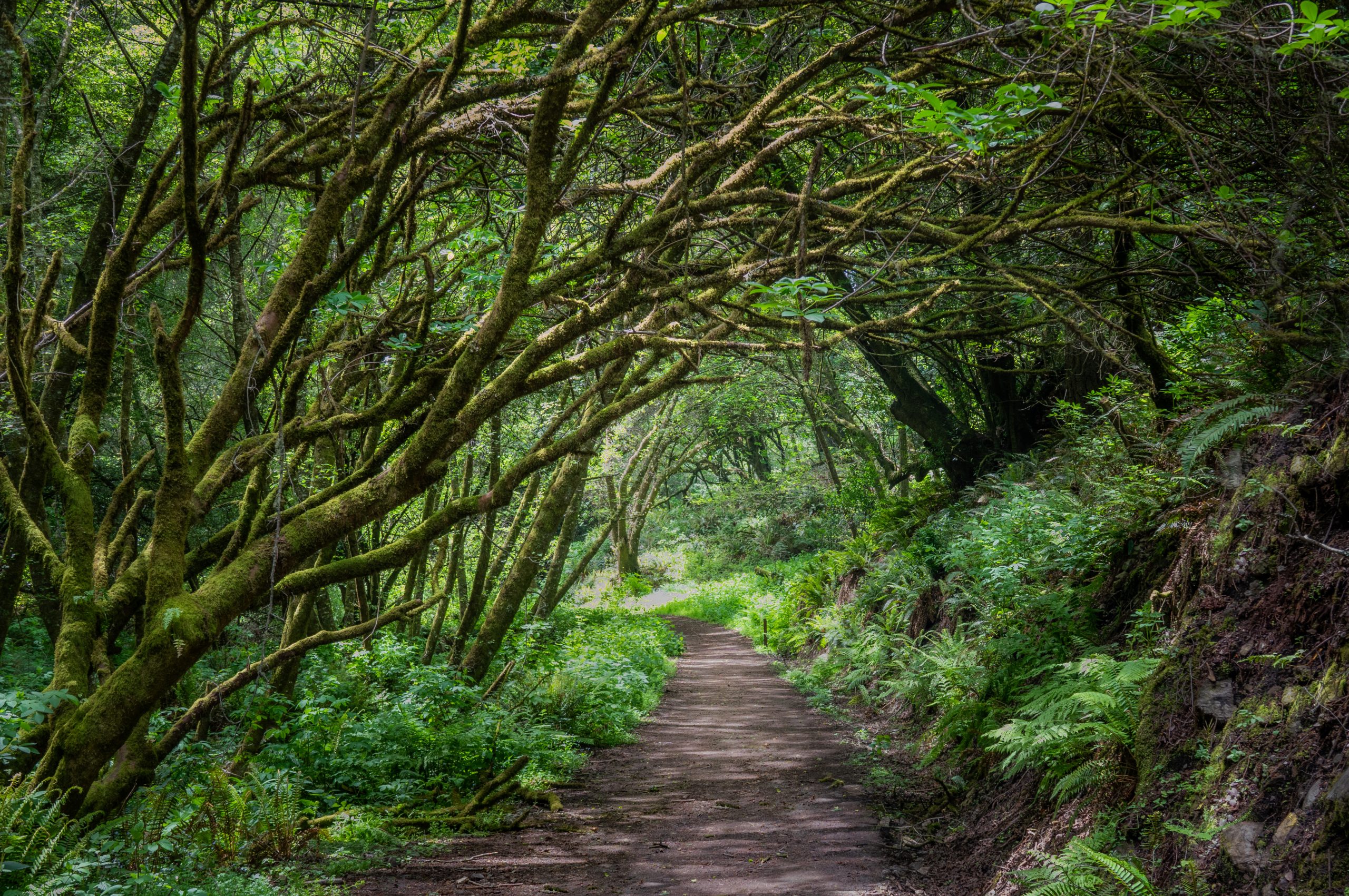 vecteezy_a-beautiful-green-tree-tunnel-in-northern-california_10727592